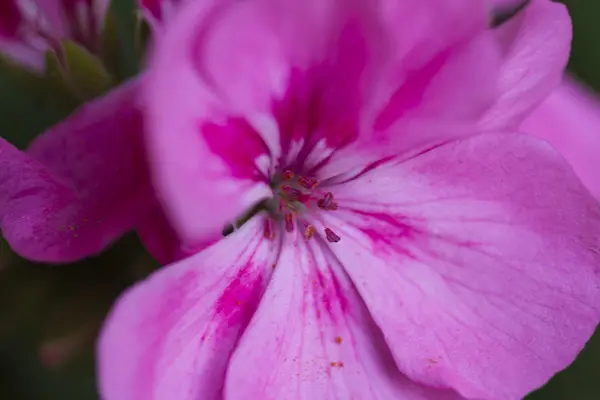 Рожевий геран в саду — стокове фото