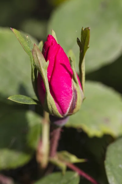 Rosebud in spring — Stock Photo, Image