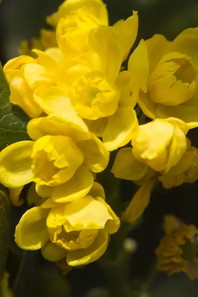 Yellow flower in spring — Stock Photo, Image