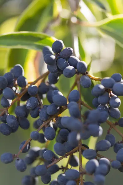 stock image Blue berries in spring