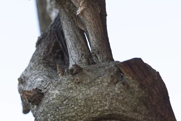 Kmen stromu — Stock fotografie