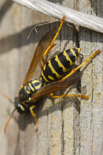 Wasp op tak — Stockfoto