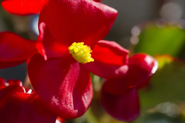 Красный цветок весной — стоковое фото