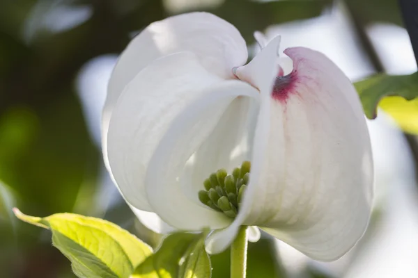Magnolia in giardino — Foto Stock