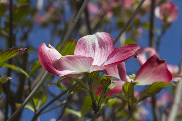 Magnolia in the garden — Stock Photo, Image