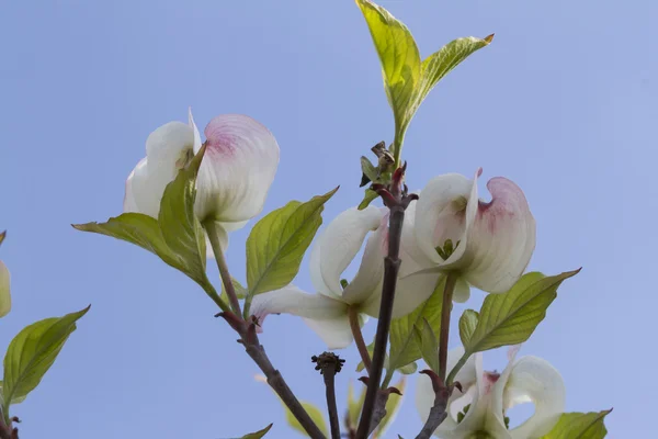 Magnolia in the garden — Stock Photo, Image