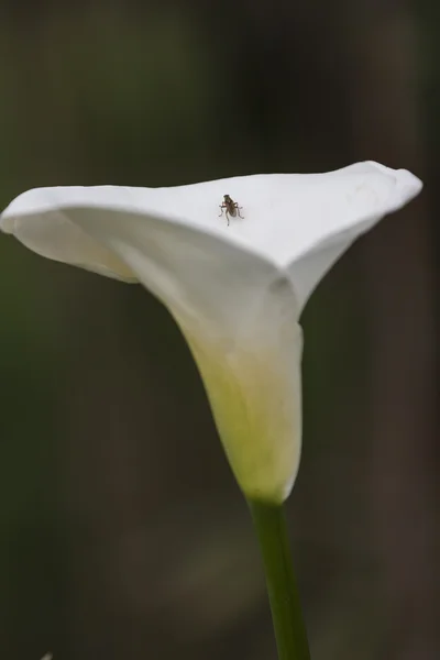 Lilie blüht im Garten — Stockfoto