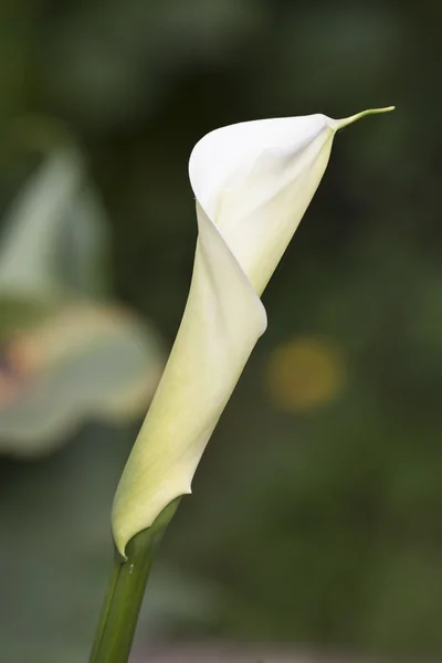 Lily blooming in the garden — Stock Photo, Image