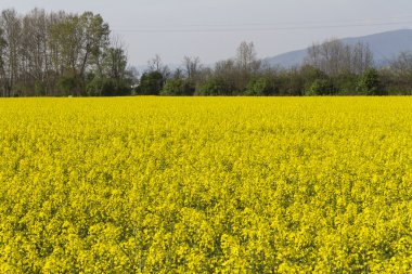kolza tohumu çiçek alanı
