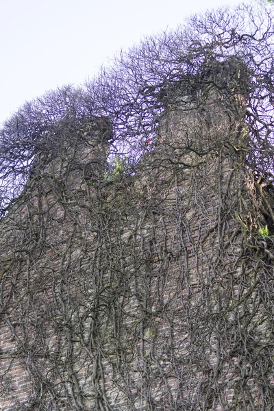 Starý hrad — Stock fotografie