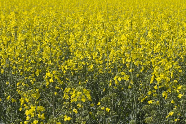 Blooming field of rapeseed — Stock Photo, Image