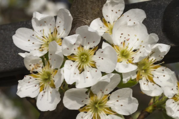 White flowers on trees — Stock Photo, Image