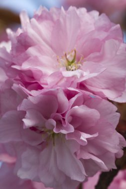 Ağaçlarda pembe çiçekler