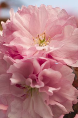 Ağaçlarda pembe çiçekler