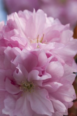 Ağaçlarda pembe çiçekler