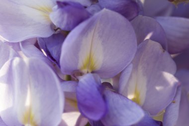 çiçek açan wisteria