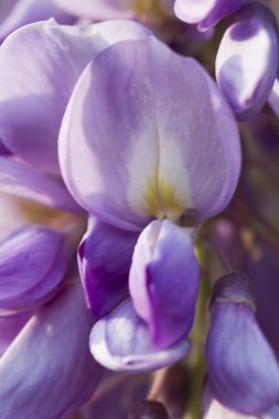çiçek açan wisteria