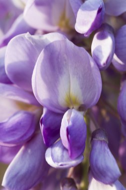 çiçek açan wisteria