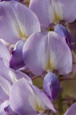 çiçek açan wisteria