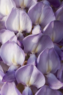 çiçek açan wisteria