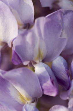 çiçek açan wisteria