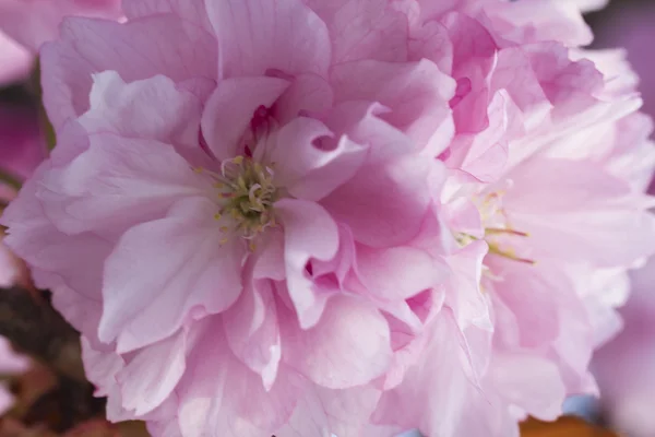 Rosa Blumen auf den Bäumen — Stockfoto