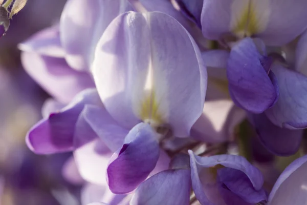 Çiçek açan wisteria — Stok fotoğraf