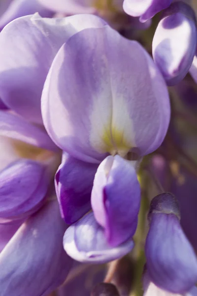 Glyzinien blühen — Stockfoto