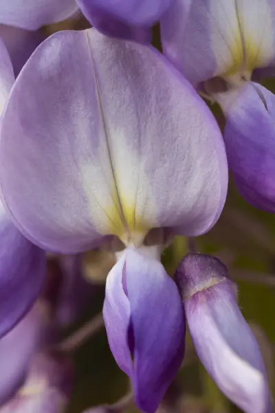 Wisteria florescendo — Fotografia de Stock