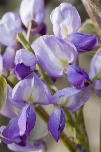 Çiçek açan wisteria — Stok fotoğraf