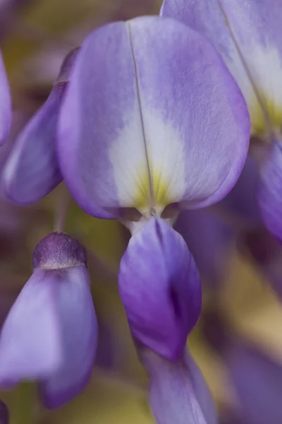 Wisteria blooming — Stock Photo, Image