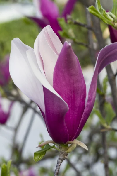 Bloeiende magnolia — Stockfoto