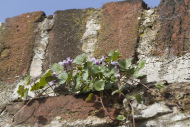 Kalenin antik antik duvarlar