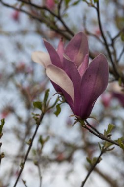 İlkbaharda açan manolya çiçekleri