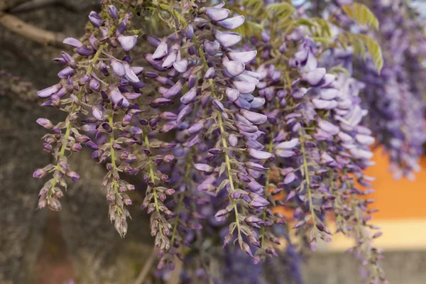 Wisteria blooming — Stock Photo, Image