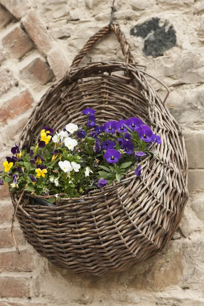 Cesta com flores — Fotografia de Stock