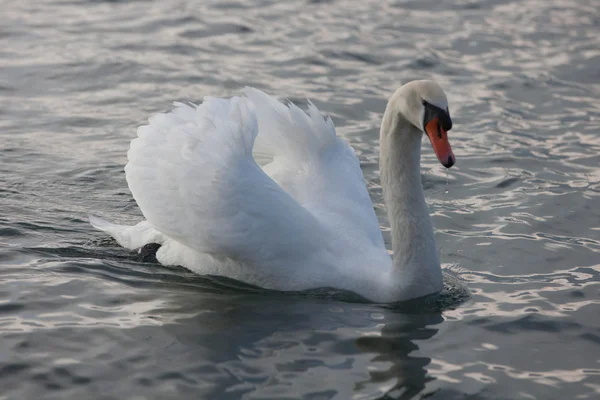 Cisne en el lago —  Fotos de Stock