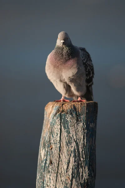 湖の鳥 — ストック写真