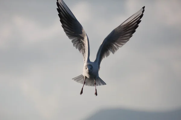 Mouette sur le lac — Photo