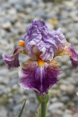 Iris çiçek