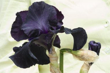 Iris çiçek