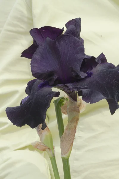 Iris in bloom — Stock Photo, Image