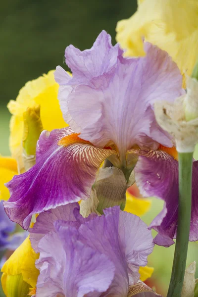 Iris in bloom
