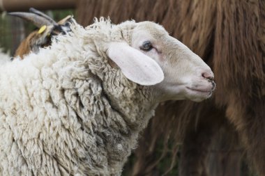 Çiftlikteki koyunlar