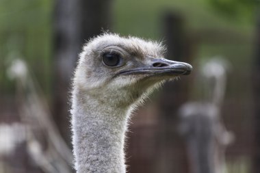 Devekuşu çiftliğinde