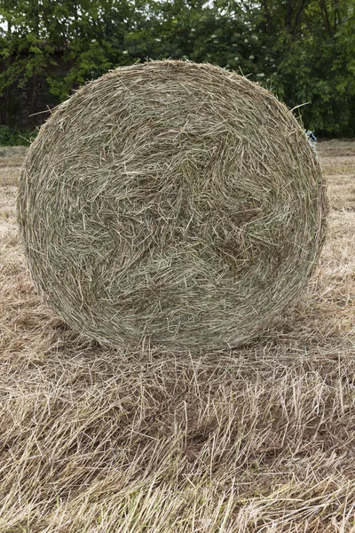 Bales of hay in the field — Stock Photo, Image