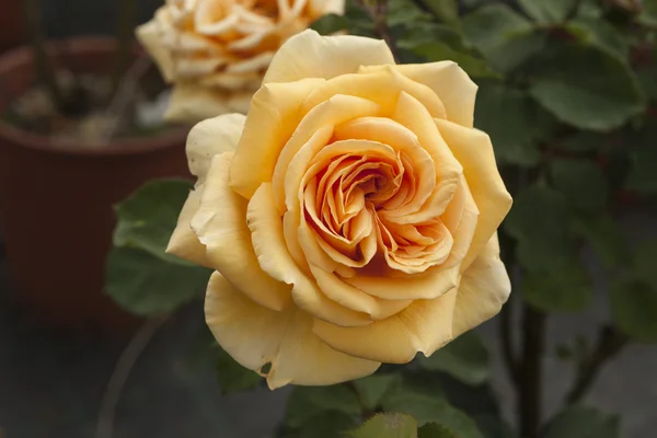 Rosas en el jardín — Foto de Stock