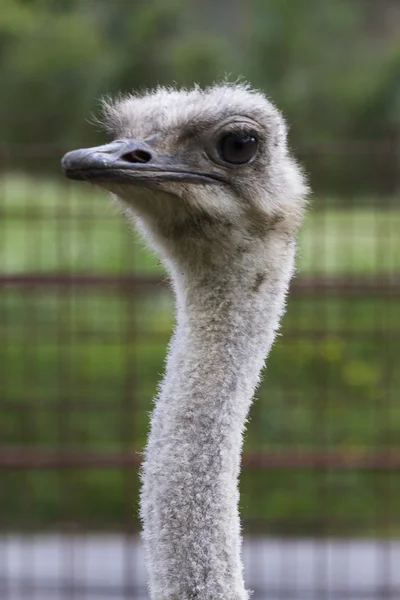 Ostrich in the farm — Stock Photo, Image