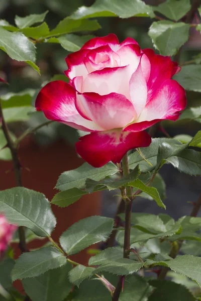 庭のバラ — ストック写真