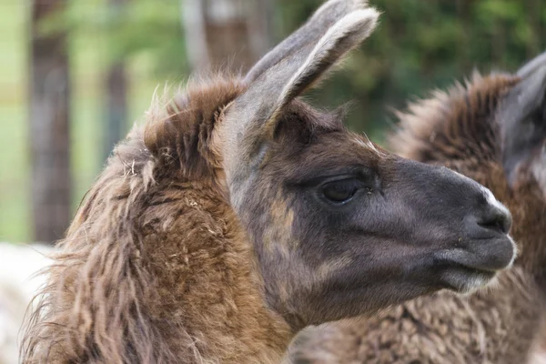 Lamas auf dem Hof — Stockfoto